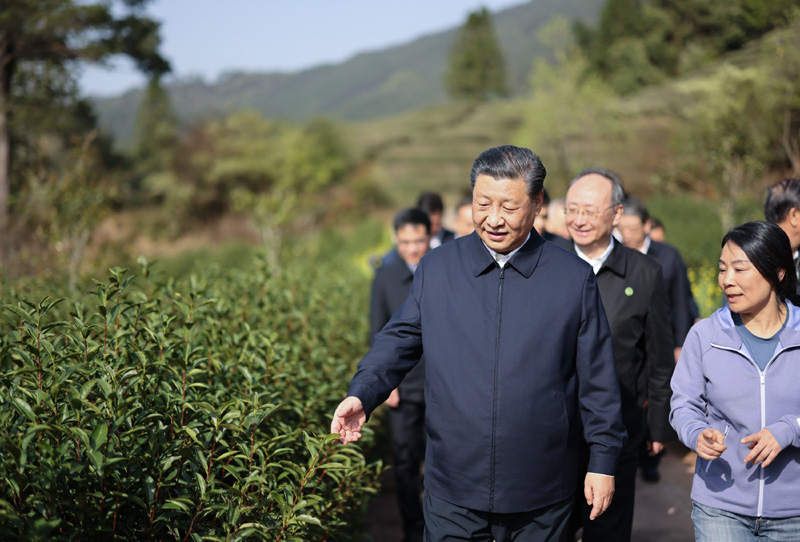 3月22日至25日，中共中央總書記、國(guó)家主席、中央軍委主席習(xí)近平在福建考察。這是22日下午，習(xí)近平在南平武夷山市星村鎮(zhèn)燕子窠生態(tài)茶園，察看春茶長(zhǎng)勢(shì)，了解當(dāng)?shù)夭璁a(chǎn)業(yè)發(fā)展情況。新華社記者 王曄 攝