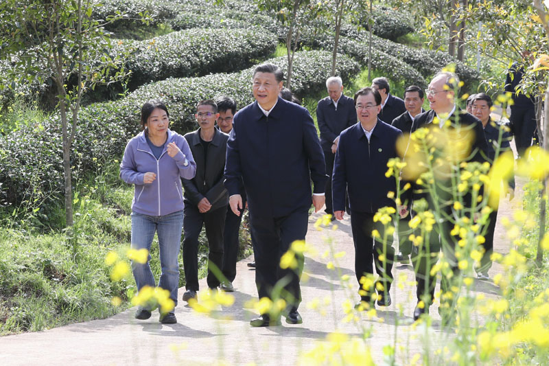 3月22日至25日，中共中央總書記、國(guó)家主席、中央軍委主席習(xí)近平在福建考察。這是22日下午，習(xí)近平在南平武夷山市星村鎮(zhèn)燕子窠生態(tài)茶園，察看春茶長(zhǎng)勢(shì)，了解當(dāng)?shù)夭璁a(chǎn)業(yè)發(fā)展情況。新華社記者 鞠鵬 攝
